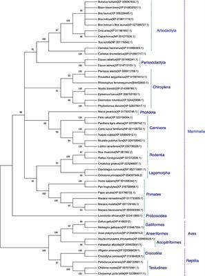 SARS-CoV-2 Spike Glycoprotein and ACE2 Interaction Reveals Modulation of Viral Entry in Wild and Domestic Animals